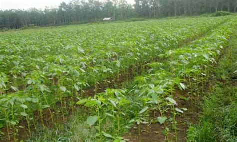 klasifikasi  morfologi tanaman kenaf ilmu pertanian