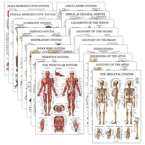 Anatomische Poster Laminiert Muskulatur Skelett Verdauung