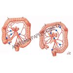 Jogos De Anatomia Humana Abdome Anatomia Papel E Caneta