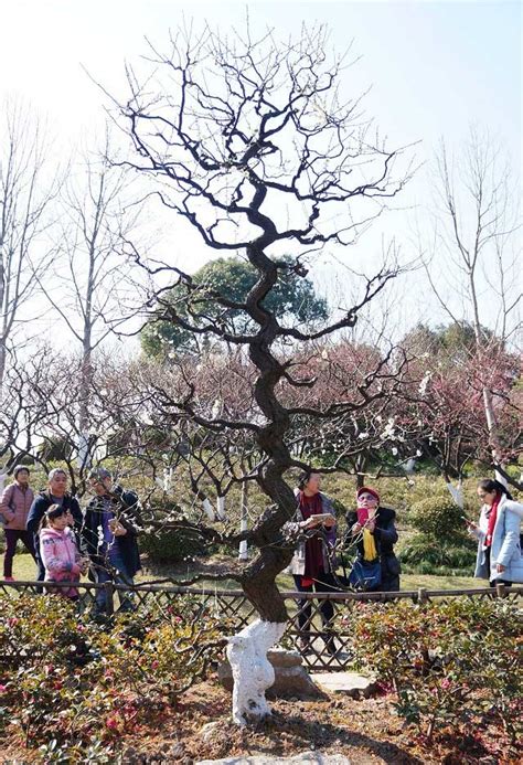 上海莘庄公园梅花盛开 感受初春浪漫上海旅游攻略 正在旅行