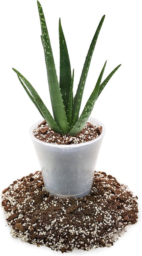 Mezcla De Tierra Para Macetas De Aloe Vera Pr Mium Bolsa De Cuartos