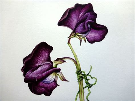 Step By Step Painting A Sweet Pea Lizzie Harper Botanical