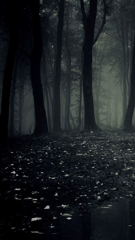 8k Dark Forest Wallpapers Top Free 8k Dark Forest Backgrounds