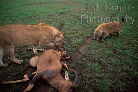 Lioness Panthera Leo Warning Off An Approaching Spotted Hyena