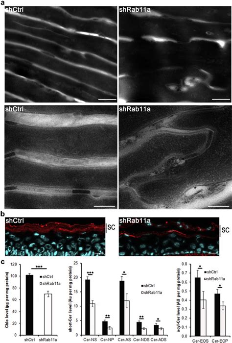 Rab A Is Essential For Lamellar Body Biogenesis In The Human Epidermis