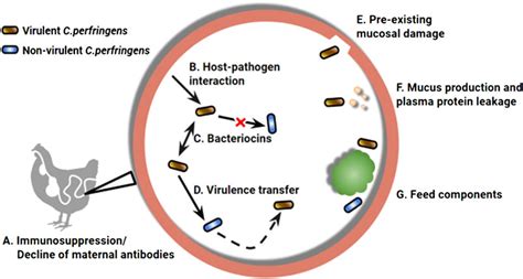 Frontiers A Poultry Subclinical Necrotic Enteritis Disease Model