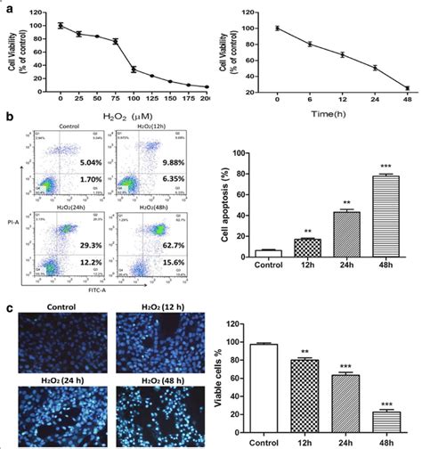 Establishment Of H 2 O 2 Induced Oxidative Stress Model In Hle B3