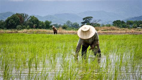 3 Contoh Pemberdayaan Masyarakat Di Bidang Pertanian Inovasi Desa