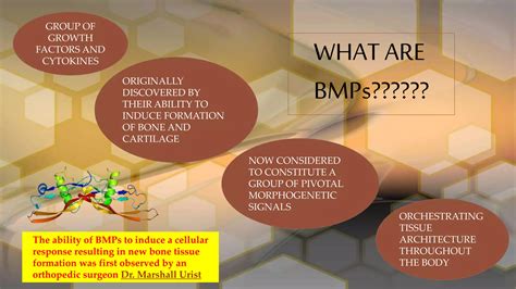 Bone Morphogenetic Proteins Role In Periodontal Regeneration Ppt