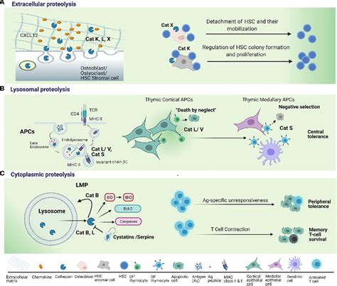 Figure From The Role Of Cysteine Peptidases In Hematopoietic Stem