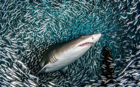 Incredible underwater photos capture sharks in fish 'tornado'