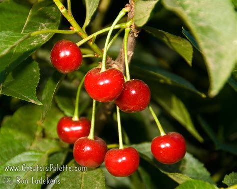 Kansas Sweet Cherry Prunus Cerasus Sp Creatorspalette