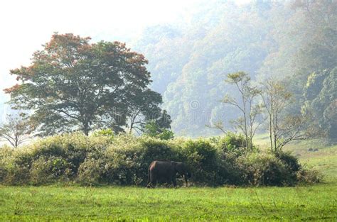 Rain forest in South India stock photo. Image of species - 107500086