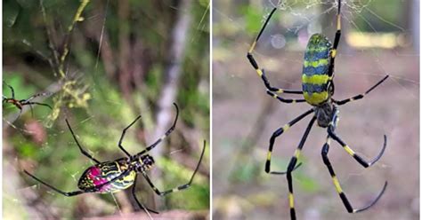 Scary But Shy Joro Spiders Spread To Us Gardens Parking Lots New