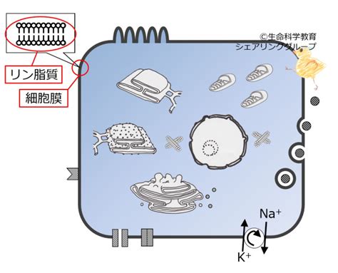 概論細胞内小器官細胞膜生化学 一歩一歩学ぶ生命科学