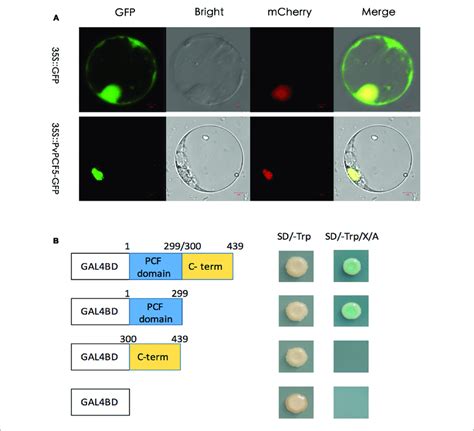 Subcellular Localization And Transcriptional Activation Analysis Of Download Scientific