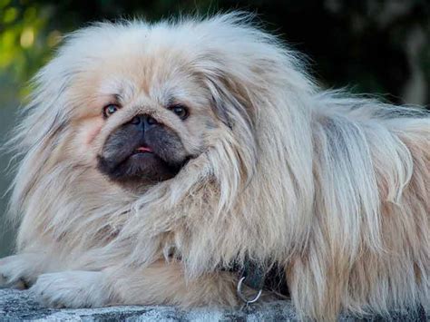 Pasos para el corte de un perro Pekinés, materiales, consejos y más