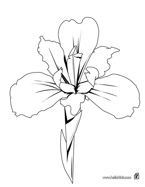 Iris Drawing Flower Coloring Pages Free Online Coloring Books