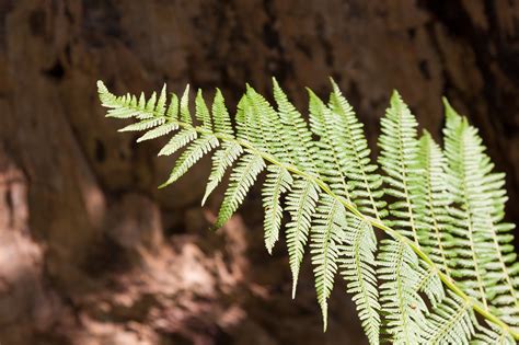 Fern Fronds Green Free Photo On Pixabay Pixabay