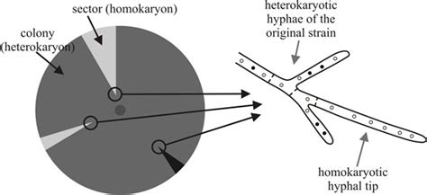 7.3 Breakdown of a heterokaryon