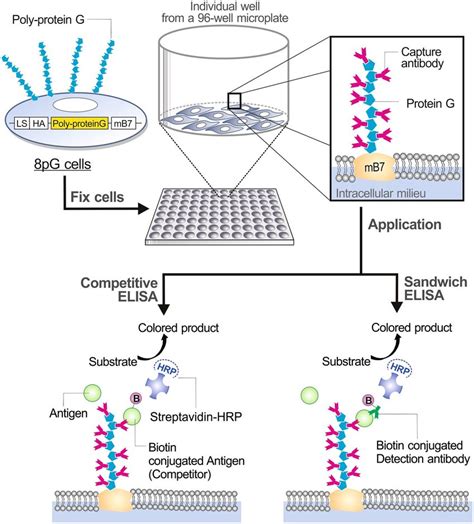 Schematic Illustration Of Poly Protein G Cell Based Microplate The