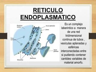 Reticulo Endoplasmatico Ppt