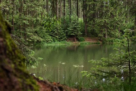 Bakgrundsbilder träd vatten natur skog bäck träsk vildmark