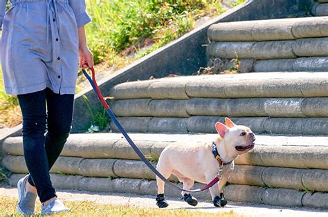 冬の犬の散歩に注意！不凍液（クーラント）や融雪剤、ヒートショックの危険を知る Oft Store