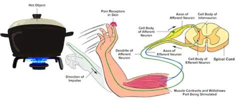 What Is The Role Of The Brain In Reflex Action Get Expert Guide