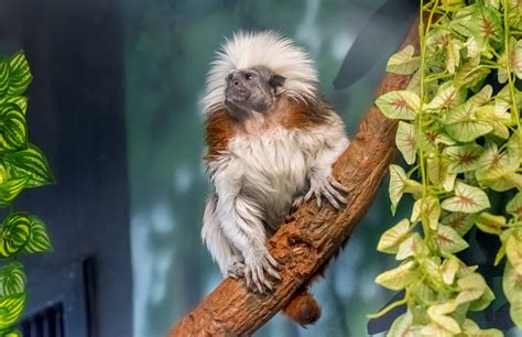 Cotton-top Tamarin - Milwaukee County Zoo