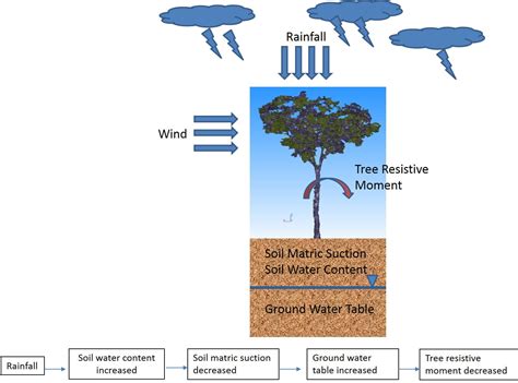 Effect Of Rainfall On Tree Stability Unsaturated Soil Mechanics For