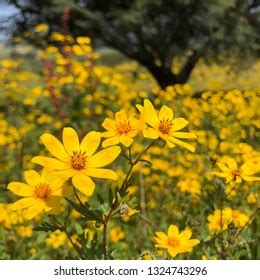 Close Meskel Flower Fields Tree Background Stock Photo 1324743296 | Shutterstock