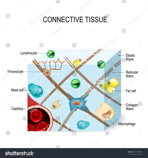 178 Reticular fiber Images, Stock Photos & Vectors | Shutterstock