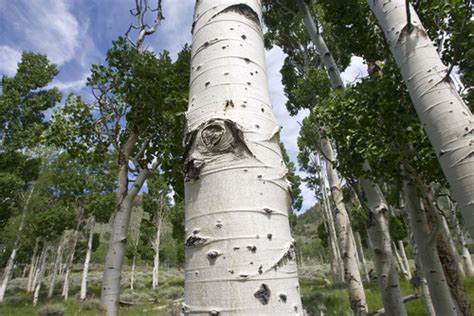 7 Fun Facts About Utahs New State Tree The Quaking Aspen The Salt