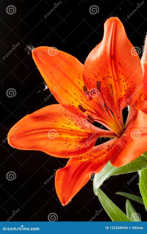 Red Lilies Stock Photo Image Of Flower Isolated Bright 122268656