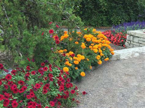 autumn-flowers-minnesota-landscape-arboretum | Simply Norma