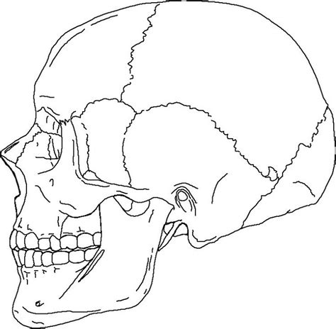 human skull suture anatomy skullside - Human Anatomy Charts | Skull ...