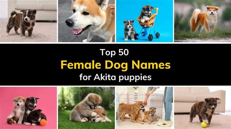 50 Most Popular FEMALE AKITA Names Meaning YouTube