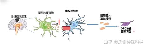 J Neuroinflammation︱南京大学医学院附属鼓楼医院徐运邱树卫团队揭示星形胶质细胞源性cxcl5在慢性缺血性脑白质损伤中的作用