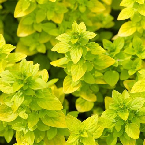 Golden Oregano Planting Herbs Plants Herbaceous Perennials