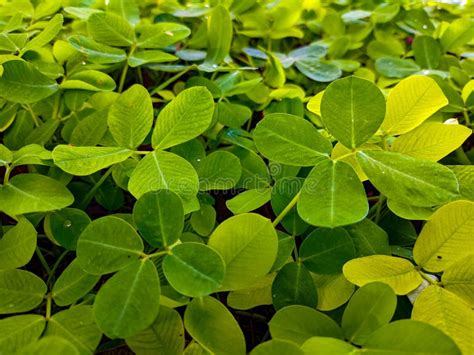 Arachis Repens Stock Photo Image Of Arachis Repens 277948822