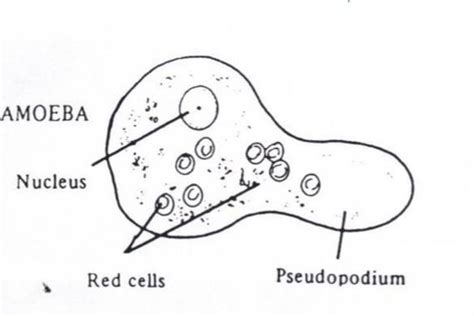 Practical 3 Morphologic Identification Of Entamoeba Histolytica And Various Amoeba Parasites