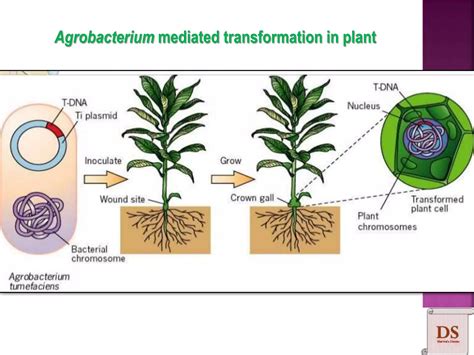 Agrobacterium Mediated Gene Transfer Ppt