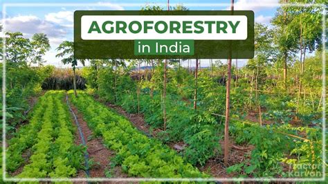 What Is Agroforestry In India Types And Benefits