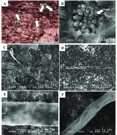 Fotomicrograf As De Pirita Sedimentaria Y Filamentos Fil En La