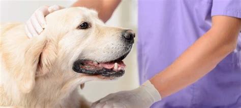 Periodontal Disease in Dogs: A Simplified Guide | Nylabone