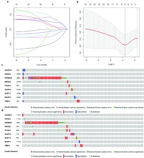 Establishment Of Prognostic Gene Signature By Lasso Regression