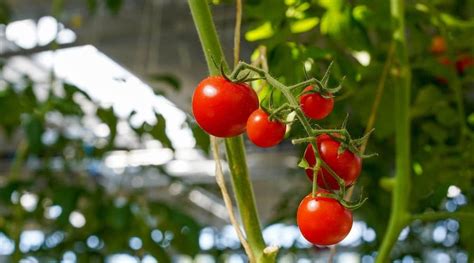 El Caf Molido Es Bueno O Malo Para Los Tomates