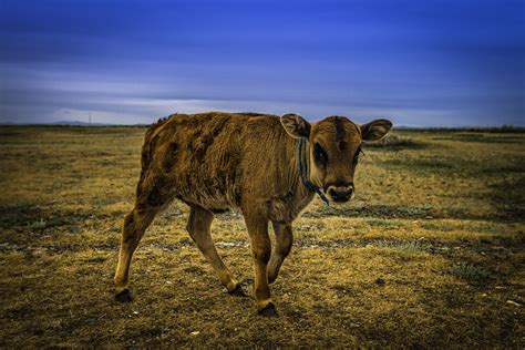 Bovine Encounters Humans In Mongolia Are Vastly Outnumbere Flickr