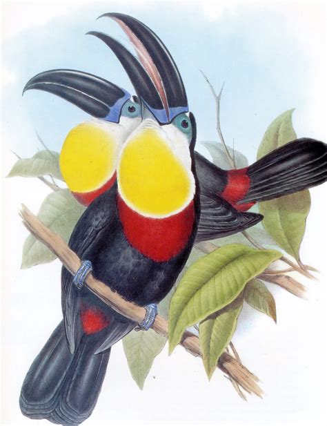 O tucano "Flor da Mata"